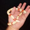 Honduran Milk Snake - Image 4