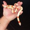 Honduran Milk Snake - Image 5