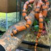 Honduran Milk Snake - Image 10