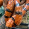 Honduran Milk Snake - Image 11
