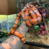 Honduran Milk Snake