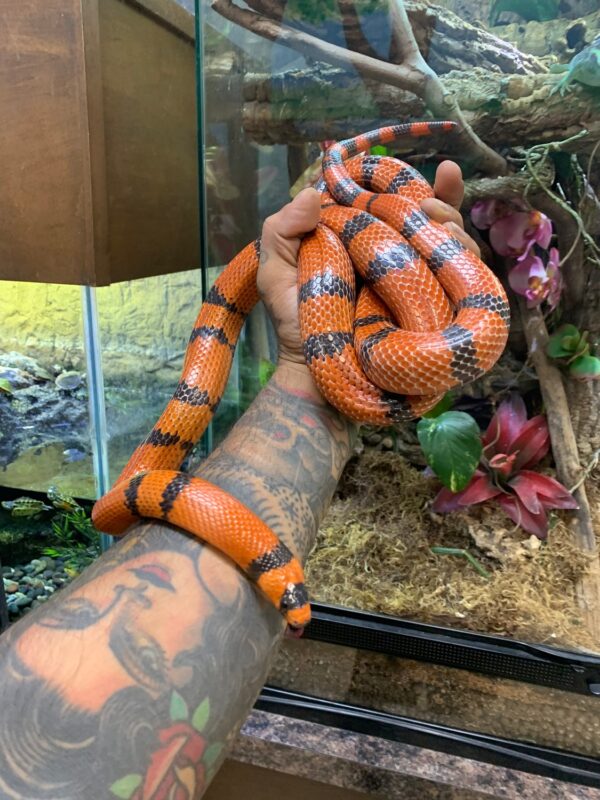 Honduran Milk Snake - Image 3