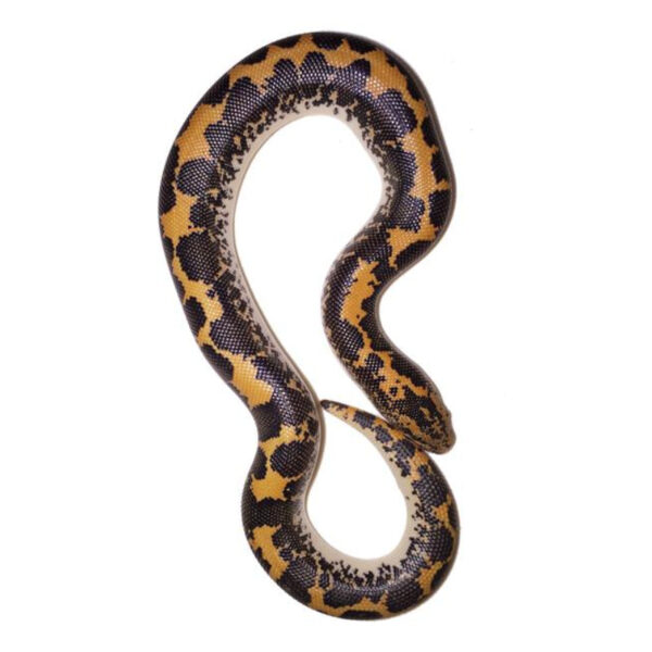 Kenyan Sand Boa - Image 3