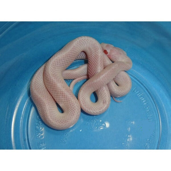 Lavender Corn Snakes