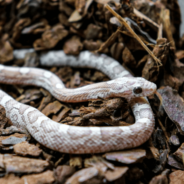 Lavender Corn Snakes - Image 3