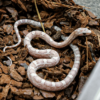 Lavender Corn Snakes