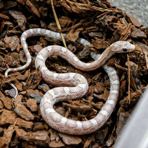 Lavender Corn Snakes