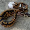 Piebald Ball Python - Image 2