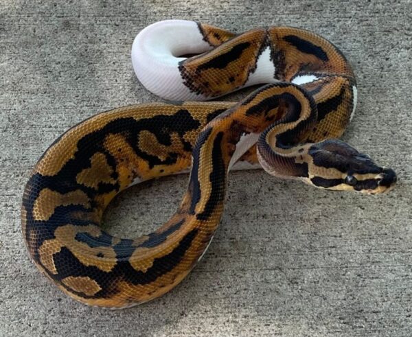 Piebald Ball Python - Image 2