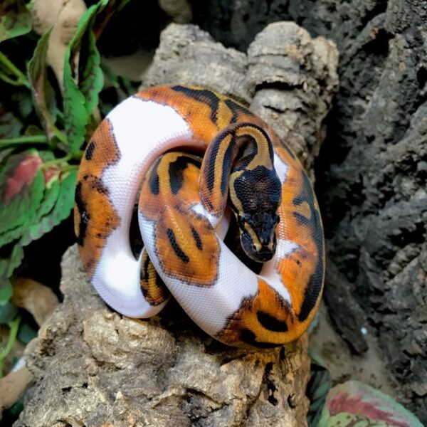 Piebald Ball Python - Image 6