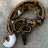 Piebald Ball Python