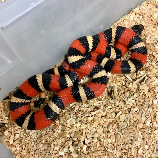 Pueblan Milk Snake - Image 2