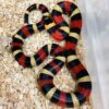 Pueblan Milk Snake - Image 3