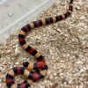 Pueblan Milk Snake - Image 4
