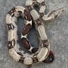Red Tail Boa - Image 3