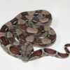 Red Tail Boa - Image 2