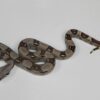 Red Tail Boa - Image 4