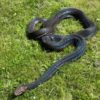Reticulated Python - Image 3