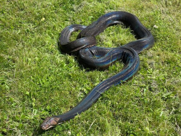 Reticulated Python - Image 3