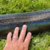 Reticulated Python - Image 2