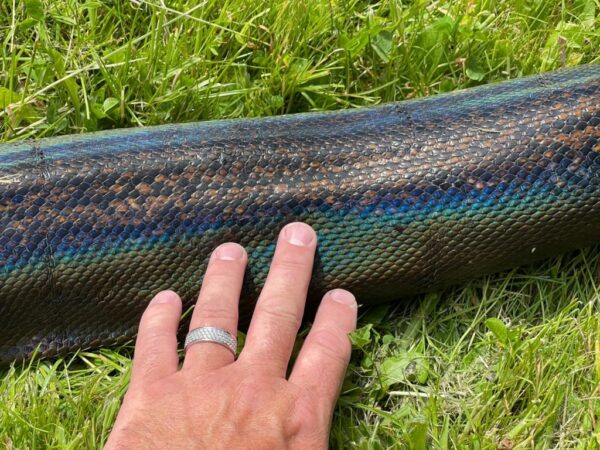 Reticulated Python - Image 2