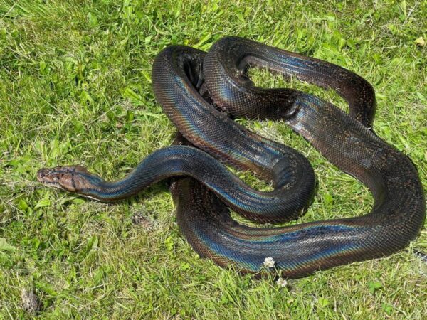 Reticulated Python