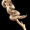 Rhinoceros rat snake - Image 2