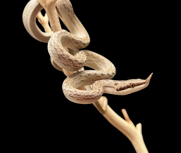 Rhinoceros rat snake - Image 2