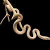 Rhinoceros rat snake - Image 3