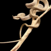 Rhinoceros rat snake - Image 4