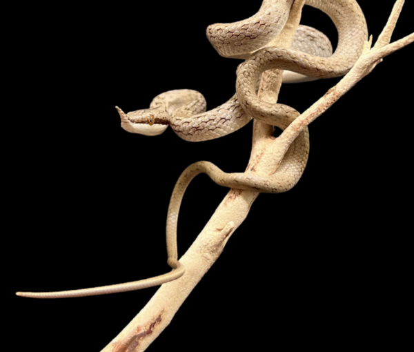 Rhinoceros rat snake - Image 4