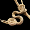 Rhinoceros rat snake