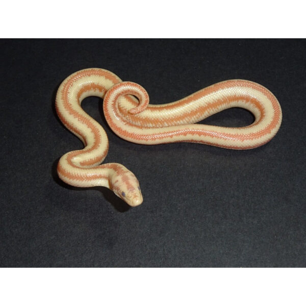 Rosy Boa