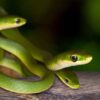 Rough green snake