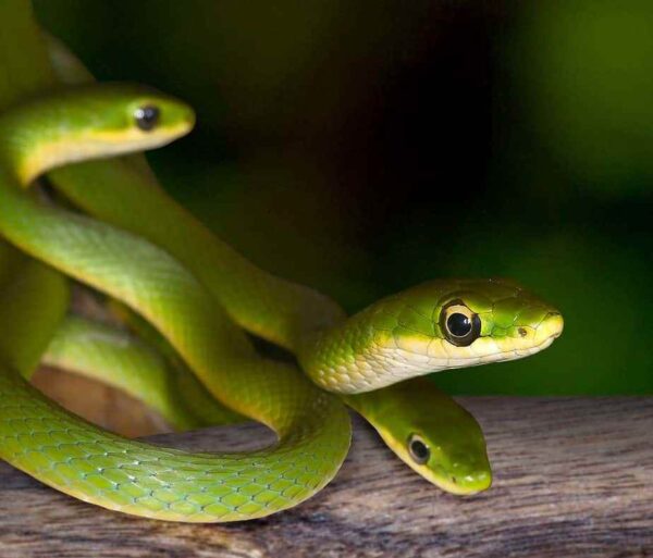 Rough green snake