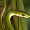 Rough green snake - Image 3