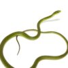 Rough green snake - Image 4