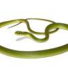 Rough green snake - Image 5