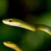 Rough green snake - Image 2