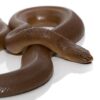 Rubber Boa snake