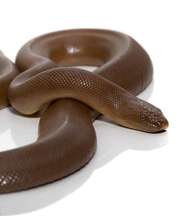 Rubber Boa snake