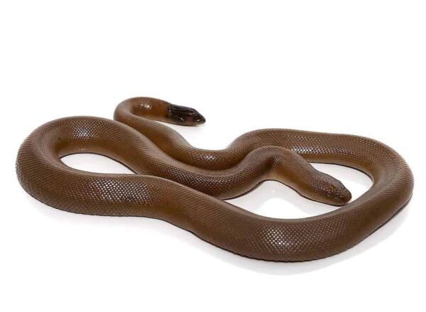 Rubber Boa snake - Image 3