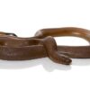 Rubber Boa snake - Image 4