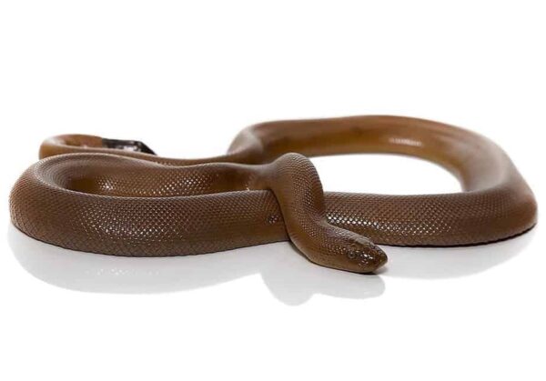 Rubber Boa snake - Image 4