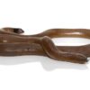 Rubber Boa snake - Image 2