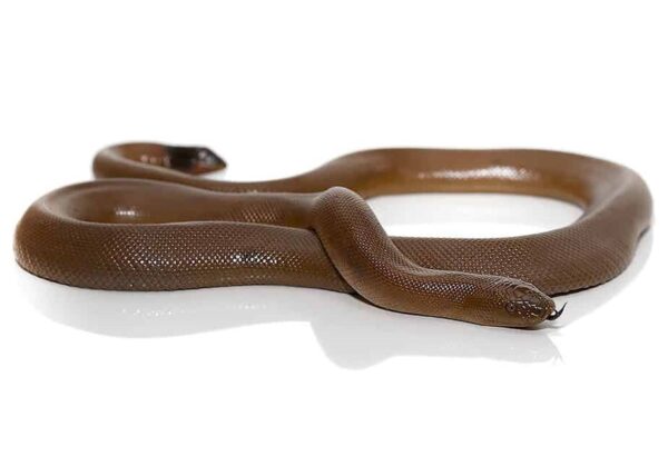 Rubber Boa snake - Image 2