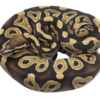 Scaleless Ball Python - Image 3