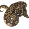 Scaleless Ball Python - Image 2