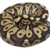 Scaleless Ball Python - Image 4
