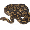 Scaleless Ball Python